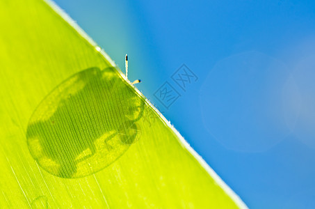 绿色性质的橙色甲虫昆虫丛林宏观生活季节荒野生物学公园眼睛棕色图片