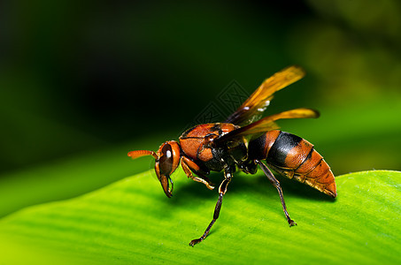 绿性黄蜂或花园条纹夹克蜜蜂昆虫宏观白色翅膀黑色黄色金子图片