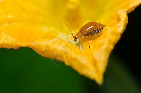 绿色性质的橙色甲虫野生动物丛林季节花园昆虫棕色生活宏观爬坡漏洞图片