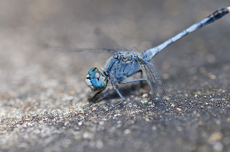 花园中的翅膀绿色生活漏洞眼睛追逐者蜻蜓宏观野生动物昆虫图片