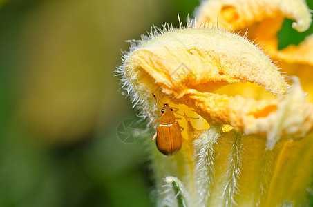 绿色性质的橙色甲虫公园花园生物学爬坡宏观昆虫丛林眼睛季节阳光图片