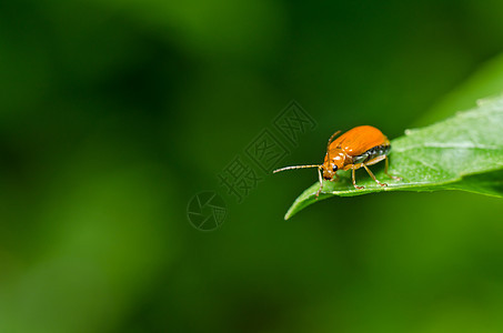 绿色性质的橙色甲虫眼睛昆虫漏洞丛林生物学生活花园季节野生动物爬坡图片