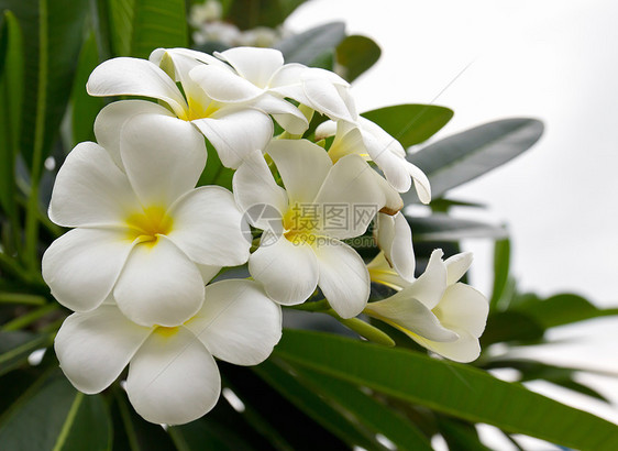 兰朵花鸡蛋花温泉槐树香水橙子异国情调花朵香味花瓣图片