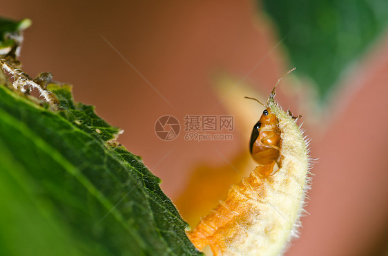 绿色性质的橙色甲虫眼睛丛林花园漏洞昆虫季节爬坡公园荒野宏观图片