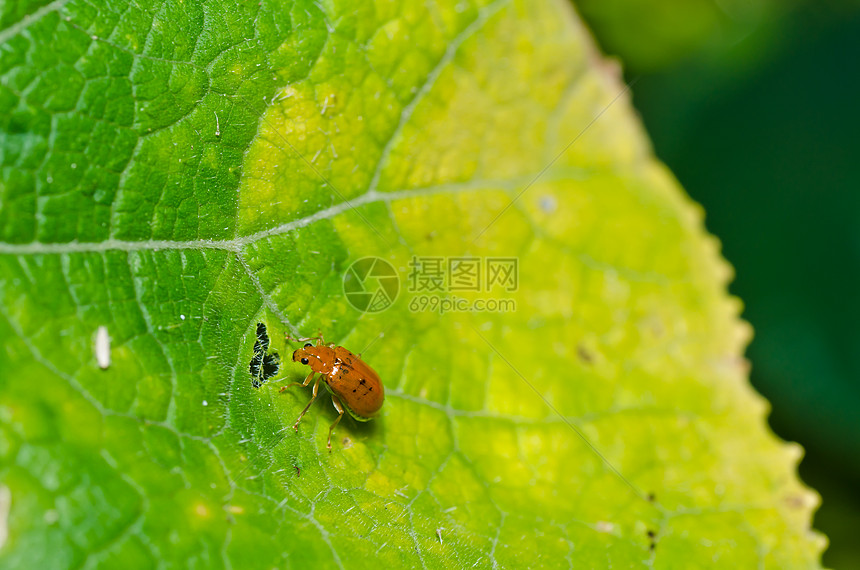 绿色性质的橙色甲虫漏洞宏观爬坡昆虫阳光棕色荒野生物学眼睛野生动物图片