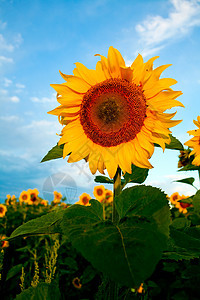 明黄色向日向日葵生长季节叶子雏菊农业阳光种子剪辑草地天气图片