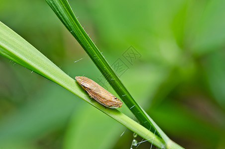 绿色性质的虫类昆虫生物动物世界控制害虫漏洞蚜虫虱子胸吻图片