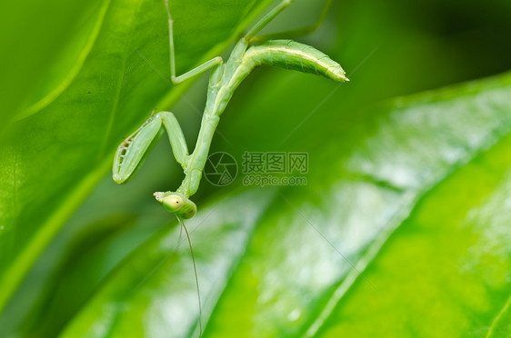 绿色的小蚂蚁叶子荒野爪子宏观昆虫生活捕食者野生动物眼睛猎人图片