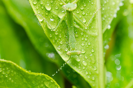 绿色的小蚂蚁眼睛爪子螳螂野生动物捕食者猎人宏观生活天线昆虫图片