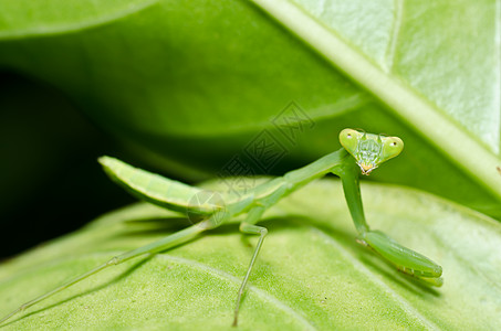 绿色的小蚂蚁荒野昆虫眼睛猎人叶子爪子宏观野生动物漏洞螳螂图片