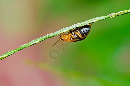 绿色性质的橙色甲虫丛林野生动物眼睛阳光棕色漏洞花园宏观爬坡公园图片