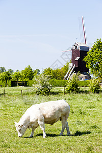 法国北帕德加莱州波斯切佩风车建筑学世界外观奶牛旅行位置乡村动物农村哺乳动物图片