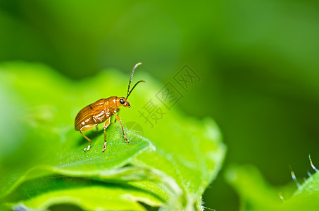 绿色性质的橙色甲虫阳光眼睛昆虫季节生物学丛林花园公园宏观生活图片