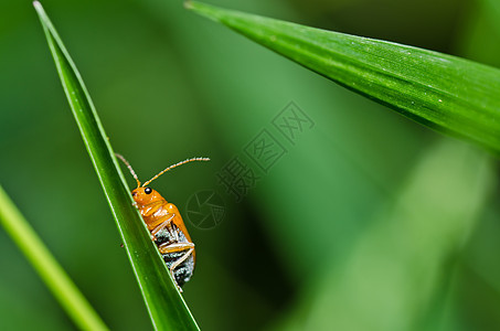 绿色性质的橙色甲虫生活公园眼睛阳光季节荒野丛林爬坡漏洞花园图片