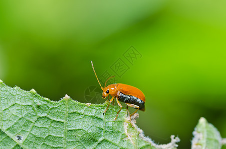 绿色或花园中的橙色甲虫季节丛林眼睛野生动物昆虫荒野棕色阳光宏观爬坡图片