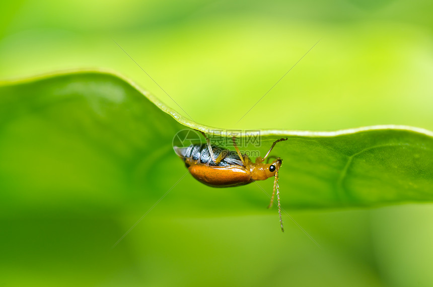 绿色或花园中的橙色甲虫棕色生物学爬坡漏洞野生动物宏观公园季节荒野阳光图片