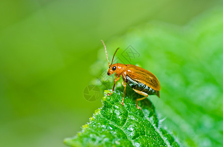 绿色或花园中的橙色甲虫生活季节丛林野生动物眼睛昆虫公园棕色阳光生物学图片