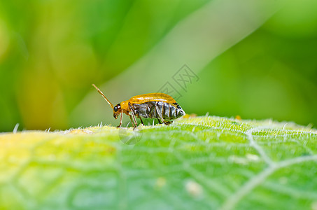 绿色或花园中的橙色甲虫棕色阳光丛林爬坡眼睛季节生物学昆虫荒野漏洞图片