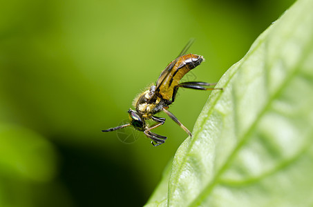 园艺或绿色性质的鲜花或水果文件宏观野生动物翅膀昆虫苍蝇植物群多样性欺骗黄色昆虫学图片