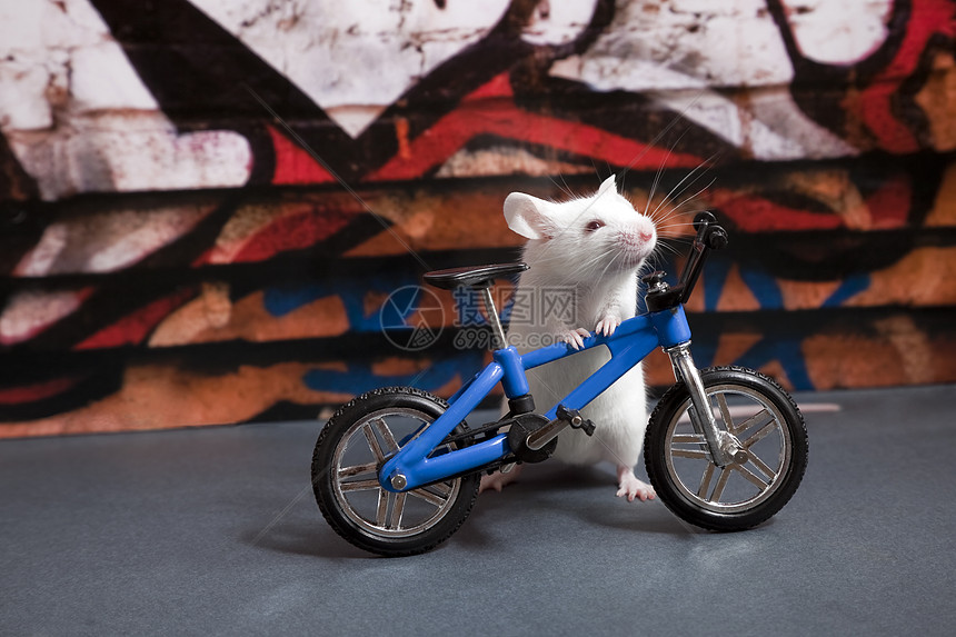 鼠标的自行车图片