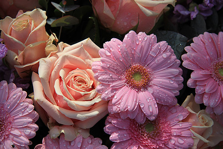 粉红色两色的玫瑰花和雪贝拉图片