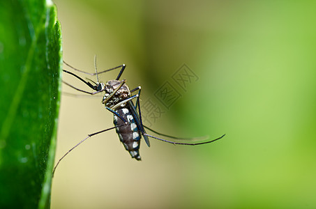蚊子在林中或在花园里有危险图片