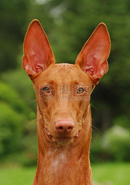 法老犬狗肖像图片
