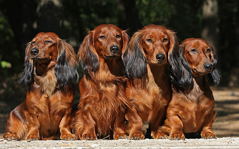 四只狗坐在一起图片