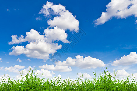 青蓝天空的春青绿草草地土地园艺宏观场地叶子草皮植物运动牧场图片