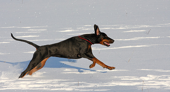 在深雪中奔跑的多伯曼人动物快乐宠物跑步犬类食肉白色哺乳动物小狗图片