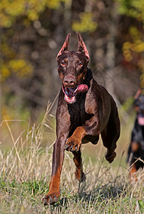 跑狗狗热情棕色警报动物短跑游戏耳朵草地绿色院子图片