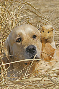 拉布拉多和几内亚猪犬类宠物快乐幸福合伙头发场地大麦哺乳动物摄影图片