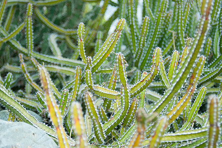 仙人掌花园植物刺利园艺沙漠白色肉质绿色贴纸图片