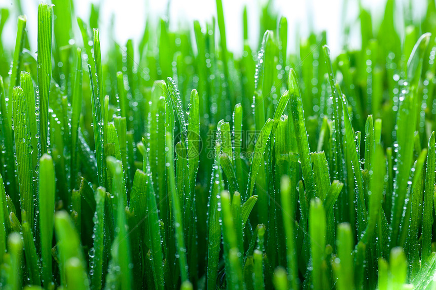草地上的水滴环境叶子草本植物阳光刀刃植物反射雨滴宏观花园图片