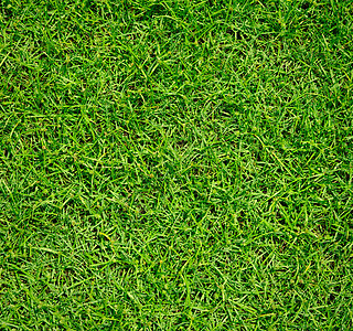 绿草背景课程高尔夫球蓝色运动草地娱乐推杆植物刀刃土地图片