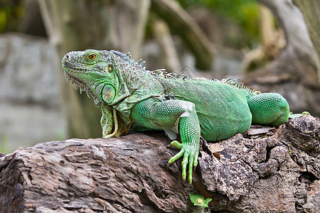 绿蜥蜴热带身体冒充爬虫生物动物群野生动物环境皮肤丛林图片