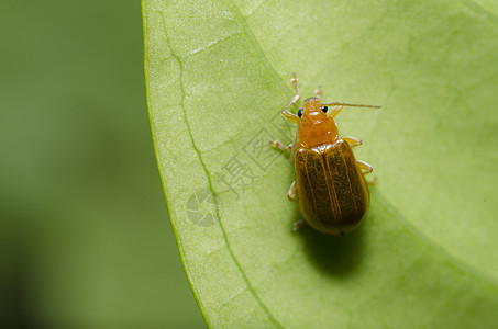 绿色性质的橙色甲虫瓢虫季节丛林公园昆虫野生动物花园荒野生物学生活图片