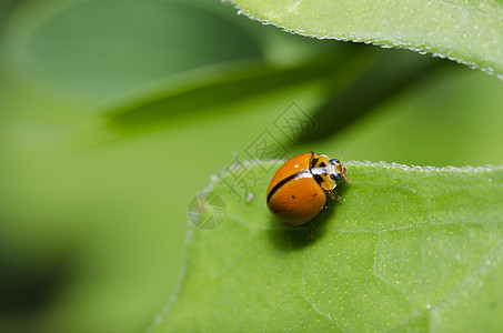 绿色性质的橙色甲虫昆虫生物学丛林公园花园植物群生活植物眼睛季节图片