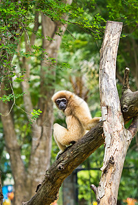 白发吉宾或拉尔吉本濒危黑猩猩猿猴灵长类丛林动物白手少年原始人女性图片