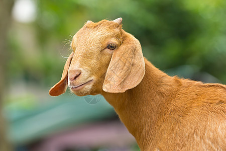 山羊肖像动物园眼睛哺乳动物草地脖子农村耳朵白色皮肤牧场图片