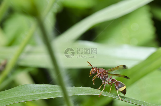 绿色的棕黄蜂条纹害虫白色昆虫蜜蜂黑色夹克翅膀宏观金子图片