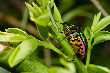 绿绿色的珠珠甲昆虫翅膀液体野生动物瓢虫红色花园数字漏洞宝石图片