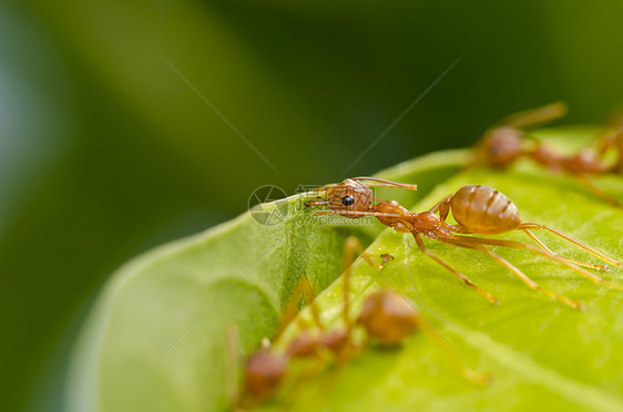 红蚂蚁如此四分五裂图片