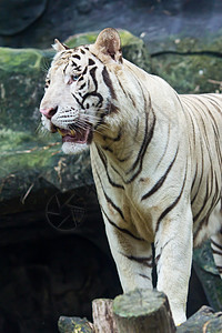 白老虎动物耳朵猫科亚种荒野眼睛哺乳动物老虎条纹动物园图片