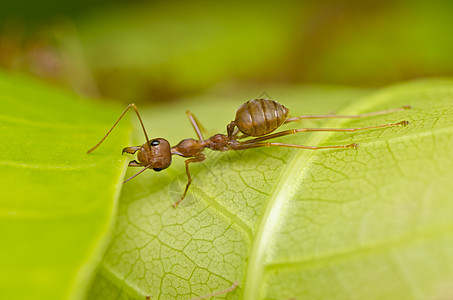 强大的红蚂蚁宏观腰部红色照片橙子旅行野生动物工作白色绿色图片