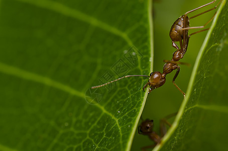 强大的红蚂蚁白色绿色野生动物水平生物旅行昆虫工人工作橙子图片