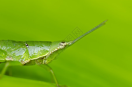 绿色大自然中的绿色蚂蚱野生动物生活花园蟋蟀荒野树叶叶子翅膀肌肉食物图片