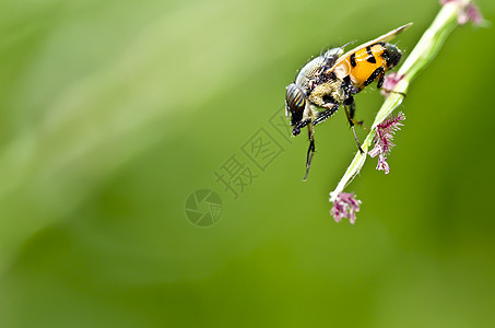 花花或水果文件黄色双翅目标本翅膀野生动物苍蝇欺骗昆虫宏观植物群图片