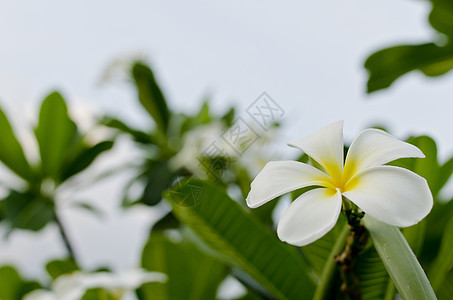 弗朗吉帕尼花朵香水黄色温泉粉色白色公园植物季节香味花园图片