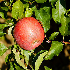 苹果果园叶子水果食物植物花园生长绿色红色季节图片